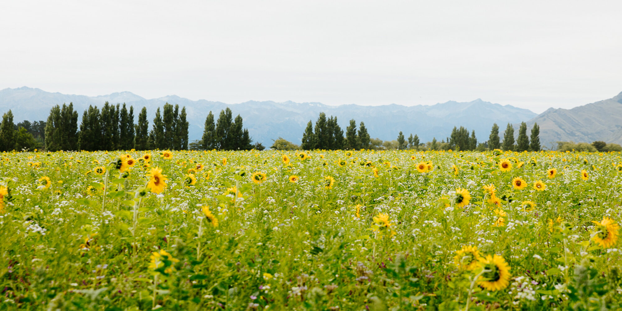 Wanaka-sunflowers-BradWilletts