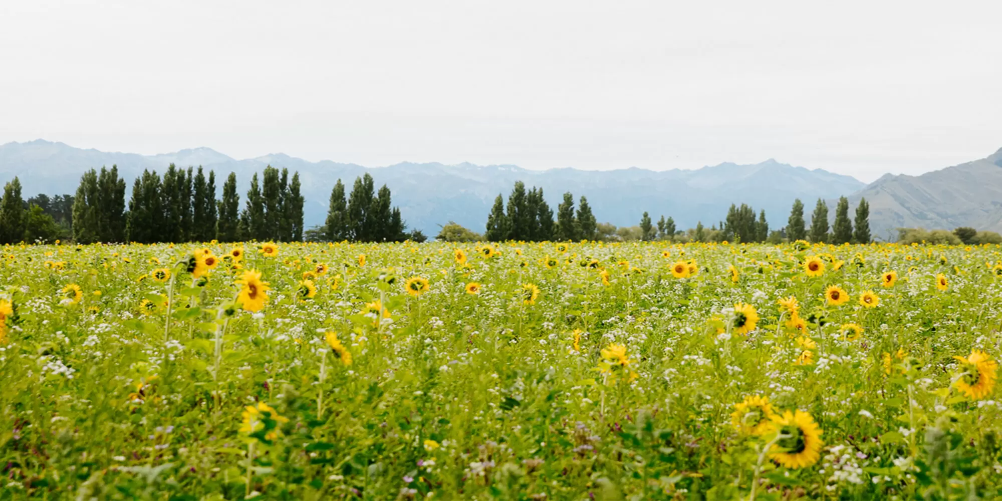 Wanaka-sunflowers-BradWilletts