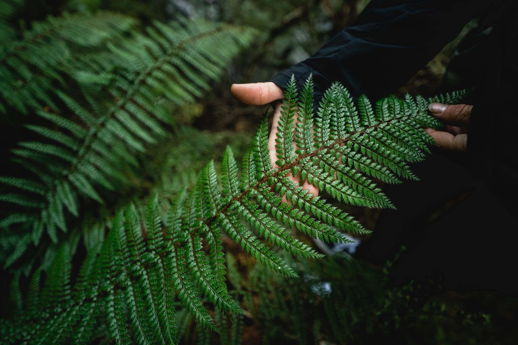 Wanaka-NZ-Mountain-Biker-Casey-Brown-fern-CallumWood